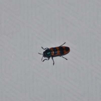 Castiarina crenata (Jewel beetle) at Wamboin, NSW - 7 Jan 2021 by natureguy