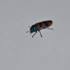 Castiarina crenata at Wamboin, NSW - 7 Jan 2021