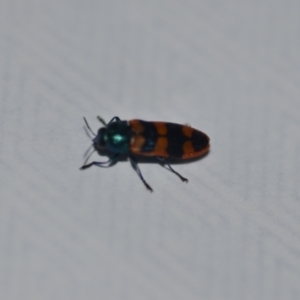 Castiarina crenata at Wamboin, NSW - 7 Jan 2021