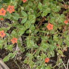 Lysimachia arvensis (Scarlet Pimpernel) at Currawang, NSW - 23 Dec 2020 by camcols