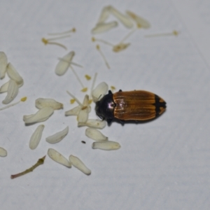 Castiarina balteata at Wamboin, NSW - 7 Jan 2021