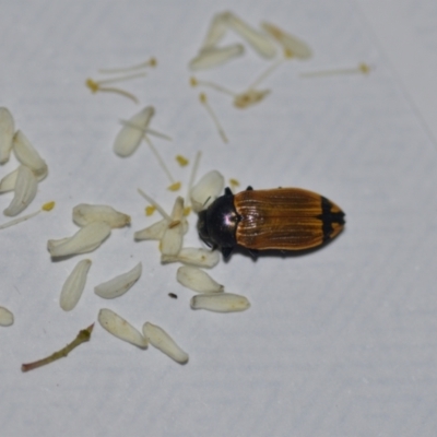 Castiarina balteata (A jewel beetle) at Wamboin, NSW - 7 Jan 2021 by natureguy