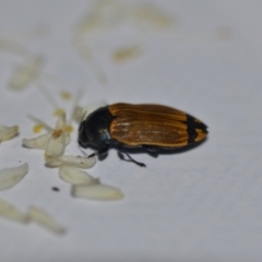 Castiarina balteata at Wamboin, NSW - 7 Jan 2021