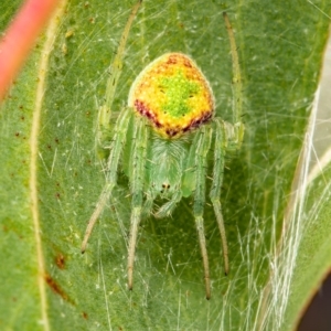 Araneus circulissparsus (species group) at Acton, ACT - 11 Jan 2021 09:59 AM