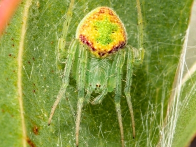 Araneus circulissparsus (species group) (Speckled Orb-weaver) at Acton, ACT - 11 Jan 2021 by Roger