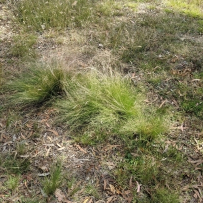 Nassella trichotoma (Serrated Tussock) at Currawang, NSW - 26 Dec 2020 by camcols