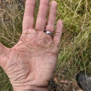 Nassella trichotoma at Currawang, NSW - suppressed