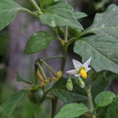 Solanum nigrum (Black Nightshade) at Currawang, NSW - 12 Jan 2021 by camcols
