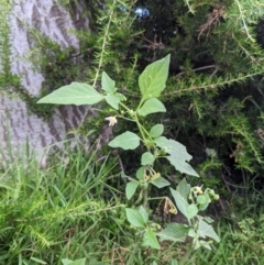 Solanum nigrum at Currawang, NSW - suppressed