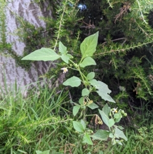 Solanum nigrum at Currawang, NSW - 12 Jan 2021