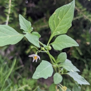 Solanum nigrum at Currawang, NSW - suppressed