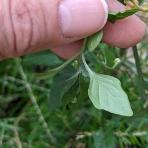 Solanum nigrum at Currawang, NSW - suppressed