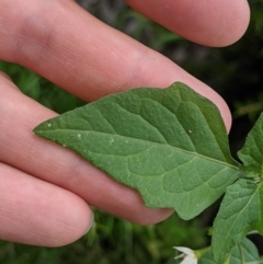 Solanum nigrum at Currawang, NSW - suppressed