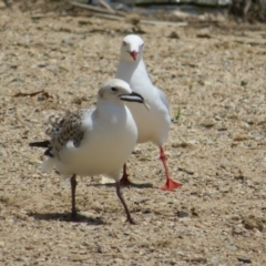 Chroicocephalus novaehollandiae (Silver Gull) at Lake Burley Griffin West - 4 Nov 2020 by Christine