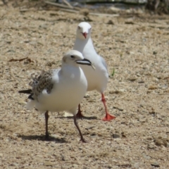 Chroicocephalus novaehollandiae (Silver Gull) at Yarralumla, ACT - 4 Nov 2020 by Christine