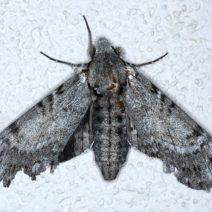 Psilogramma casuarinae at Ainslie, ACT - 10 Jan 2021