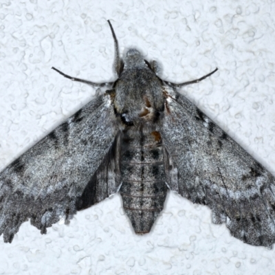 Psilogramma casuarinae (Privet Hawk Moth) at Ainslie, ACT - 10 Jan 2021 by jb2602