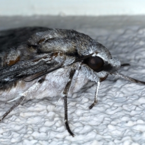 Psilogramma casuarinae at Ainslie, ACT - 10 Jan 2021