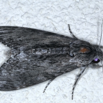 Psilogramma casuarinae (Privet Hawk Moth) at Ainslie, ACT - 10 Jan 2021 by jbromilow50