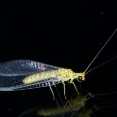 Calochrysa extranea (A green lacewing) at Ainslie, ACT - 10 Jan 2021 by jb2602