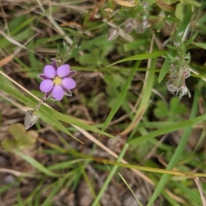 Spergularia rubra at Currawang, NSW - suppressed