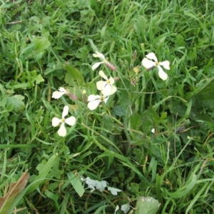 Raphanus raphanistrum at Jones Creek, NSW - 18 May 2014 04:26 AM