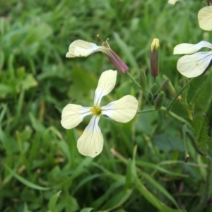 Raphanus raphanistrum at Jones Creek, NSW - 18 May 2014 04:26 AM