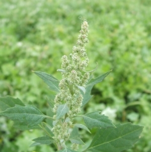 Chenopodium album at Jones Creek, NSW - 18 May 2014 04:15 AM