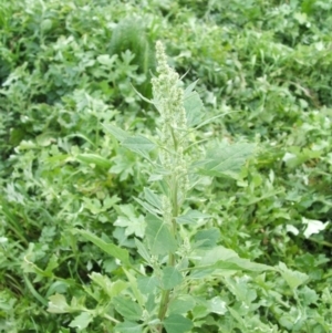 Chenopodium album at Jones Creek, NSW - 18 May 2014 04:15 AM