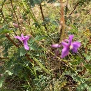 Arthropodium fimbriatum at Molonglo Valley, ACT - 12 Jan 2021 10:02 AM