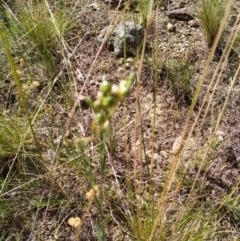 Linum marginale (Native Flax) at Fyshwick, ACT - 12 Jan 2021 by Sbruce