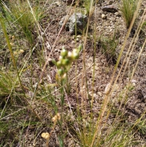 Linum marginale at Fyshwick, ACT - 12 Jan 2021