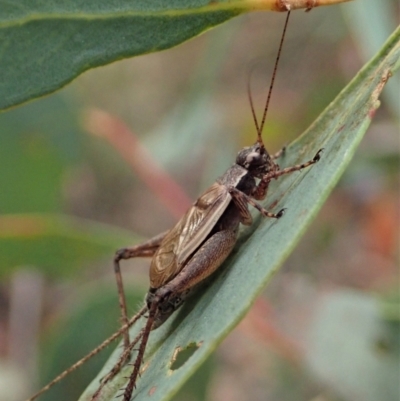Eurepa marginipennis (Mottled bush cricket) at Point 4526 - 11 Jan 2021 by CathB