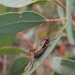 Eurepa marginipennis at Undefined Area - 12 Jan 2021 07:08 AM