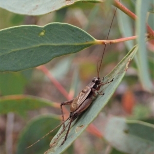 Eurepa marginipennis at Point 4526 - 12 Jan 2021