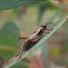 Eurepa marginipennis at Undefined Area - 12 Jan 2021 07:08 AM