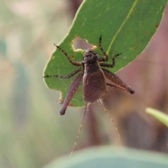 Eurepa marginipennis at Undefined Area - 12 Jan 2021 07:08 AM
