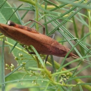 Goniaea opomaloides at Holt, ACT - 12 Jan 2021 07:34 AM