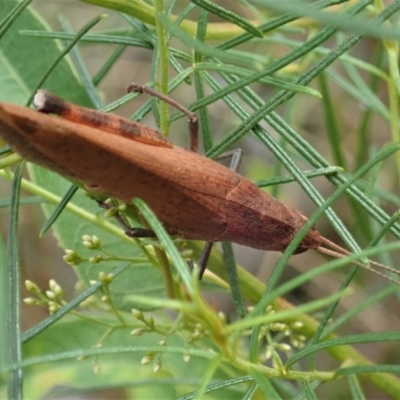 Goniaea opomaloides (Mimetic Gumleaf Grasshopper) at Aranda Bushland - 11 Jan 2021 by CathB