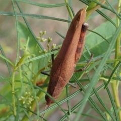 Goniaea opomaloides at Holt, ACT - 12 Jan 2021 07:34 AM