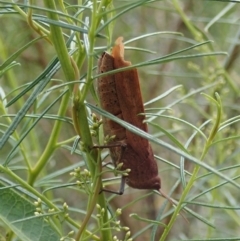 Goniaea opomaloides at Holt, ACT - 12 Jan 2021 07:34 AM