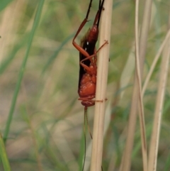 Lissopimpla excelsa (Orchid dupe wasp, Dusky-winged Ichneumonid) at Aranda Bushland - 11 Jan 2021 by CathB