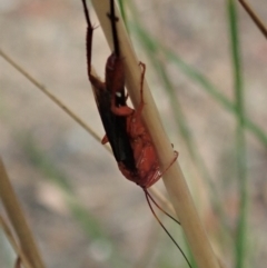 Lissopimpla excelsa at Holt, ACT - 12 Jan 2021