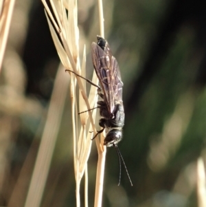 Eirone sp. (genus) at Holt, ACT - 12 Jan 2021 07:22 AM