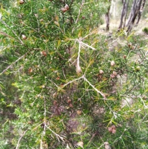 Dillwynia sieberi at Tuggeranong DC, ACT - 14 Dec 2020