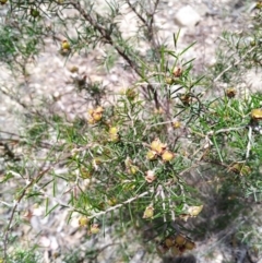 Dillwynia sieberi at Tuggeranong DC, ACT - 14 Dec 2020 02:27 PM