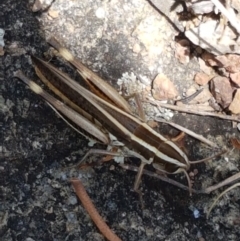 Macrotona australis at Holt, ACT - 12 Jan 2021 01:18 PM