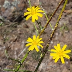 Chondrilla juncea (Skeleton Weed) at Ginninderry Conservation Corridor - 12 Jan 2021 by trevorpreston