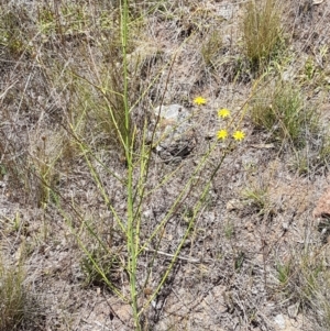 Chondrilla juncea at Holt, ACT - 12 Jan 2021 01:19 PM