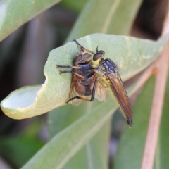 Zosteria rosevillensis (A robber fly) at Acton, ACT - 12 Jan 2021 by HelenCross